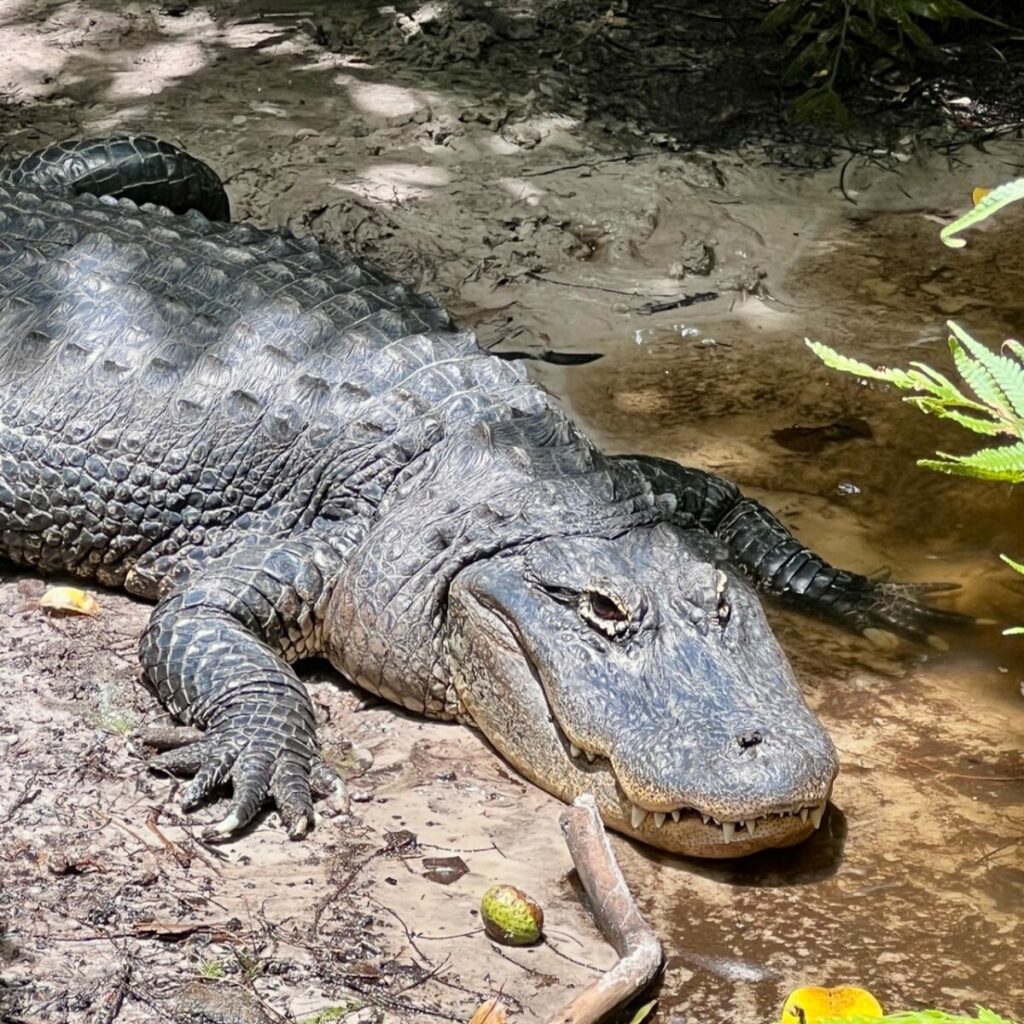 Jupiter Florida gator