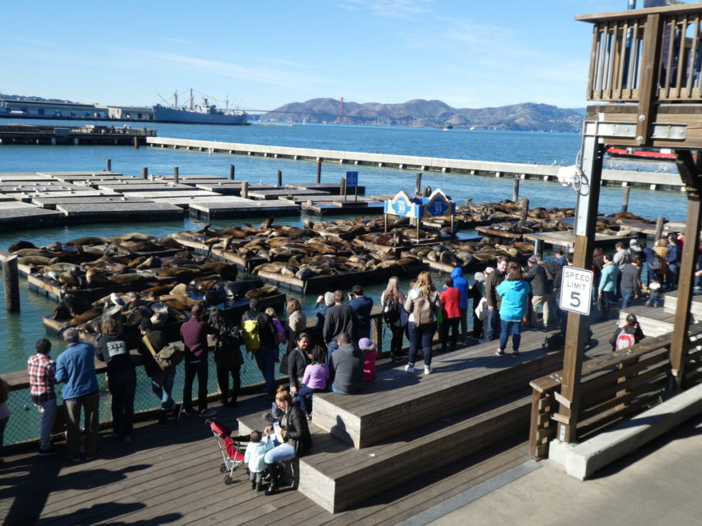 Fisherman's Wharf, where to watch sea lions at Pier 39
