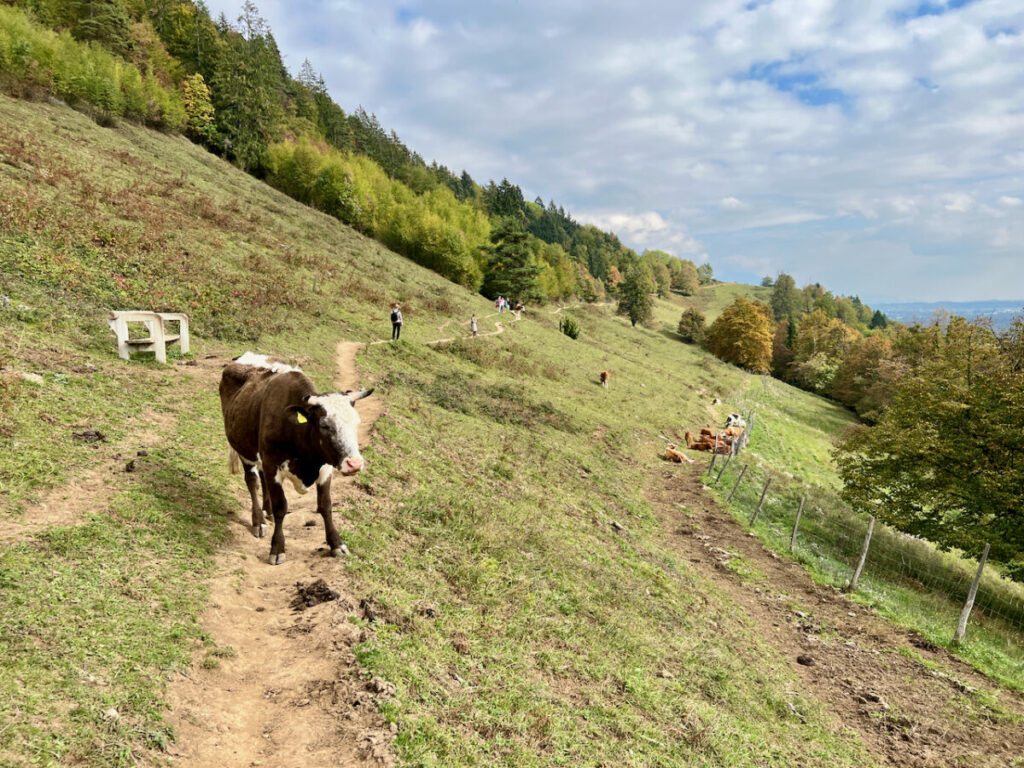 Cow on hiking path near Vintgar Gorge, Slovenia