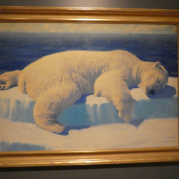 Sleepy Polar Bear in Anchorage Museum