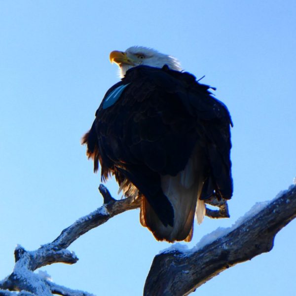 Eagle on Coastal Trail, Anchorage Alaska