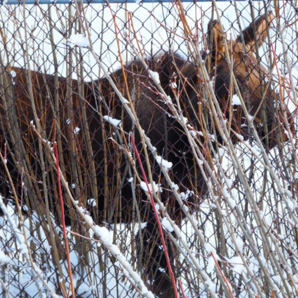 I saw a moose on the Coastal Trail.